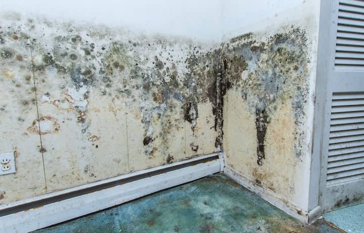 residential mold removal experts in Apopka